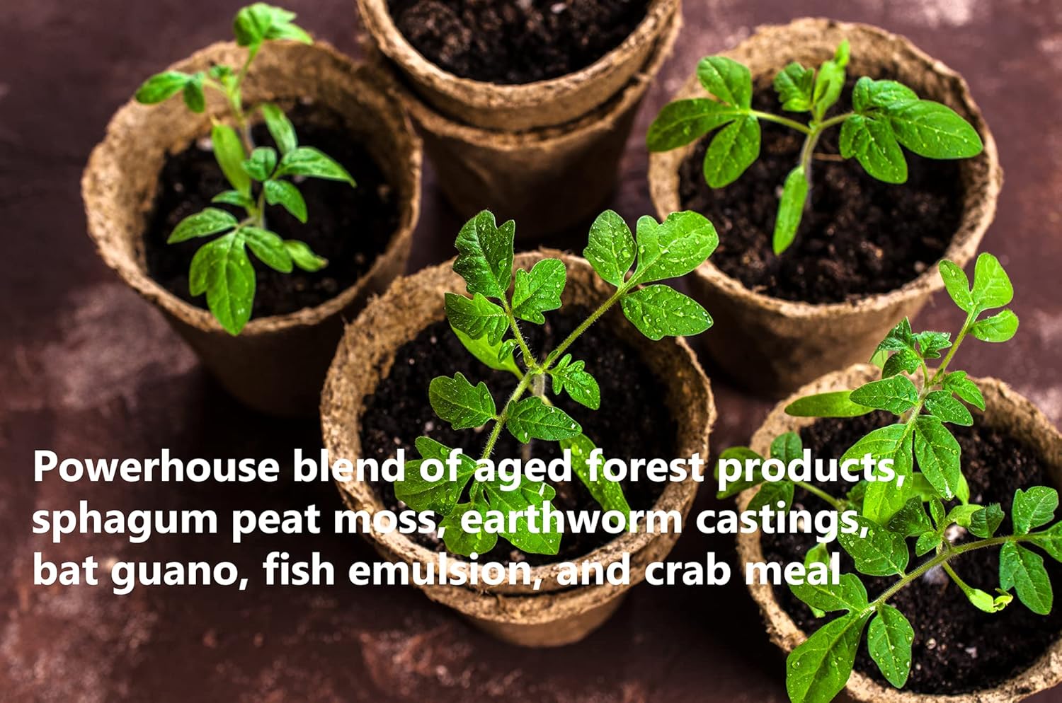 FoxFarm Ocean Forest Potting Soil Mix Indoor Outdoor for Garden and Plants | Plant Fertilizer | 12 Quarts (4 Pack) | The Hydroponic City Stake - Image 2